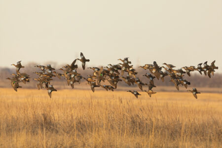 Large flock of ducks flying low over golden marshland grasslands in autumn