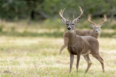 Texas Lawmaker Tries to Defund State Wildlife Management Agency—Then Backtracks
