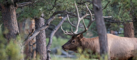 Best Rifles for Hunting Elk in the Timber
