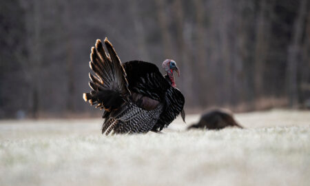 Strut Reporters: How to Hunt the Peak of the Turkey Strut Wild turkey strutting with fanned tail feathers in a frosty open field