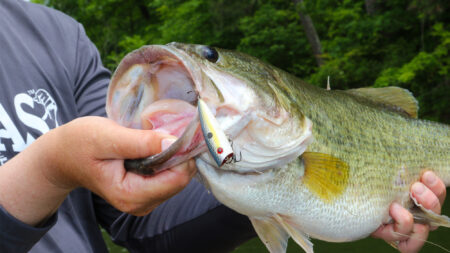 Angler holds large largemouth bass with fishing lure hooked in open mouth
