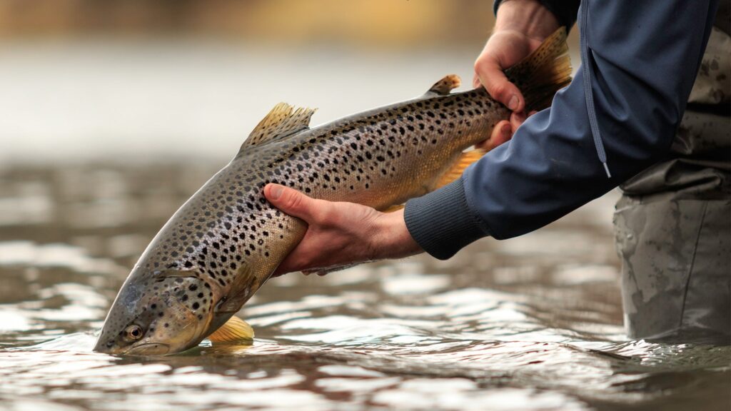 Spin Fishing for Trout: A Complete Guide with Expert Tips Angler holding a large brown trout over shallow river water before release.