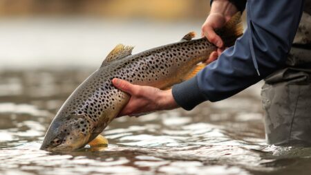 Spin Fishing for Trout: A Complete Guide with Expert Tips Angler holding a large brown trout over shallow river water before release.