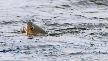 Large brown trout breaching water surface with mouth open catching insects