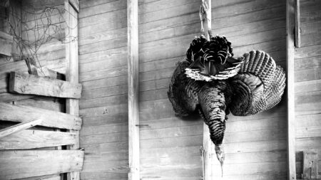A Week in Hunting Camp: Escape from Illinois Dead turkey hanging upside down by its feet outside a rustic wooden barn.