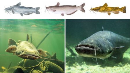 Various catfish species shown in illustrations and underwater photographs highlighting distinctive whiskers.