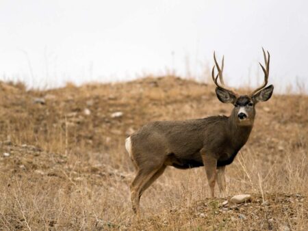 The 6 Best Big-Game Loads for the .308 Winchester