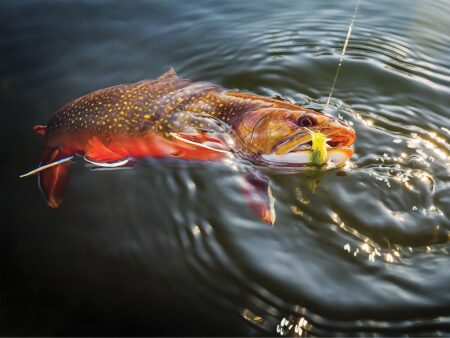 A Brook Trout Heaven in the Heart of Amish Country