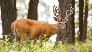 Large white-tailed buck with impressive antlers standing in a forest clearing.
