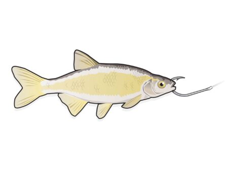15 Essential Bait Rigs Illustrated baitfish hooked through the lip on a fishing hook with line