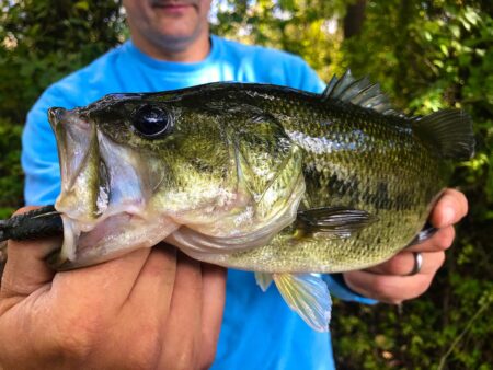 Man in blue shirt holding a large largemouth bass fish outdoors.