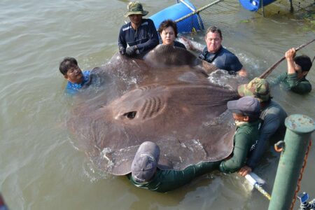 Several researchers in water handling an enormous giant freshwater stingray during scientific study.