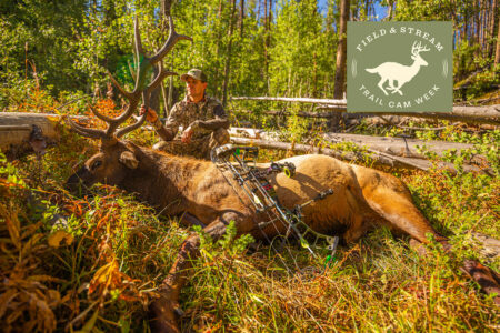 Hunter in camouflage posing with harvested bull elk and compound bow in forest.