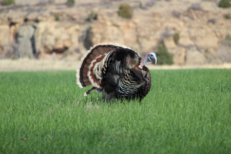 How to Read a Turkey’s Body Language Male wild turkey displaying fanned tail feathers in green meadow near rocky cliffs.