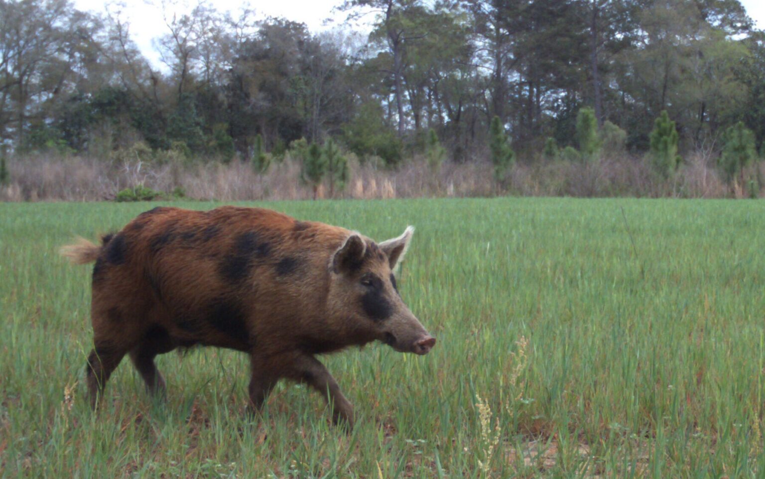 The 5 Best States for a Hog Hunting Adventure