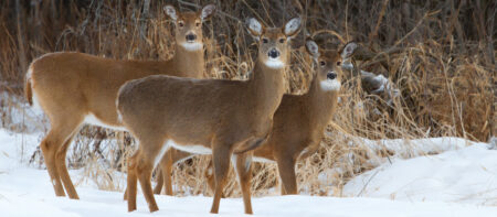 Three white-tailed deer standing alert in snow near winter brush