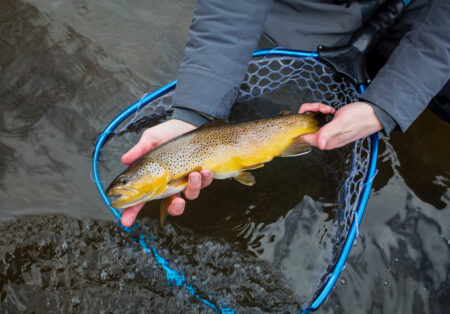 The 10 Best Winter Trout Flies