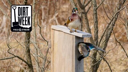 Two wood ducks perched on a wooden nesting box in a wooded wetland.