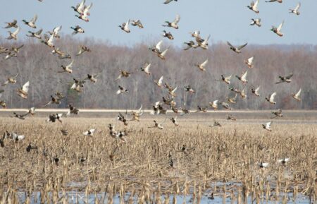 The Alleged Double Murder on Reelfoot Lake Points to a Problem Duck Hunters Must Fix Large flock of mallard ducks taking flight over flooded harvested cornfield in autumn.