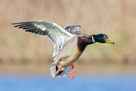 Male mallard duck in flight over blue water with wings spread wide
