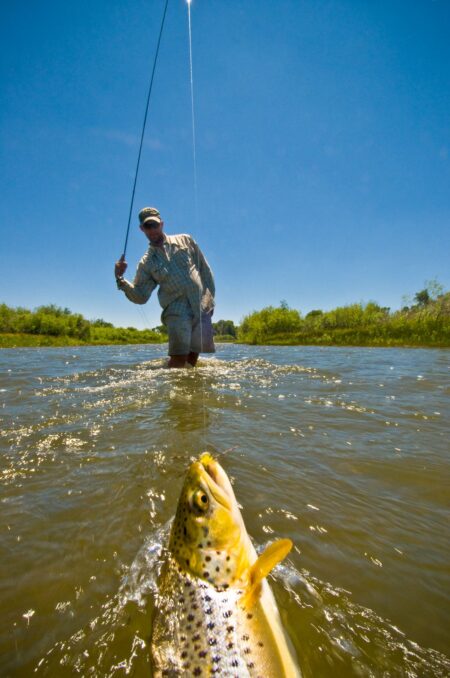 Fly fisherman wading in river catches large brown trout on sunny day