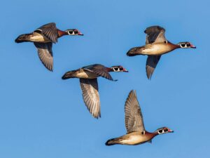 Four wood ducks in flight against a clear blue sky