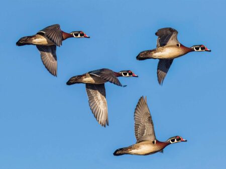 Four wood ducks in flight against a clear blue sky