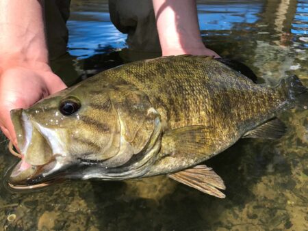 Angler holding a large smallmouth bass just above shallow clear water