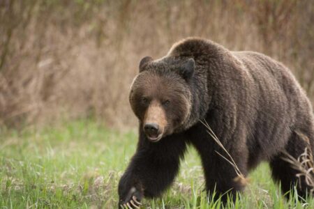 The 7 Best Brown Bear and Grizzly Cartridges