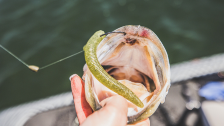 The Best Senko Worms, Expert Tested