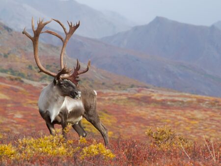 Bull caribou with large antlers walking across colorful autumn tundra with mountains behind.