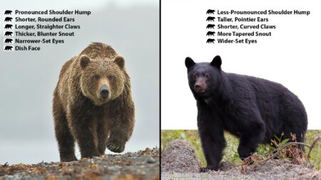Comparison chart showing physical differences between grizzly bear and black bear species.