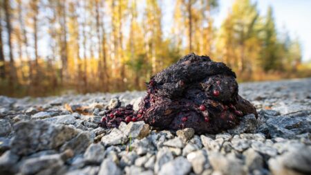 What Does Bear Poop Look Like?