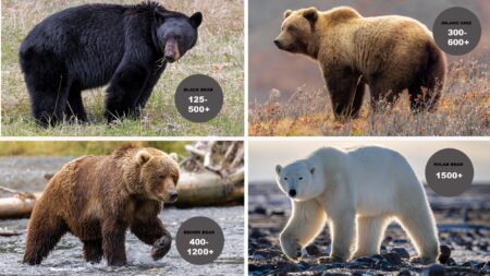 How Much Does a Bear Weigh? Four bear species comparison showing weight ranges: black, inland grizzly, brown, and polar bears.