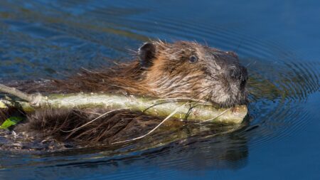 You’ve Never Tried Beavercue? Maybe You Need to Start Trapping A beaver swimming in blue water while carrying a large stick in its mouth.