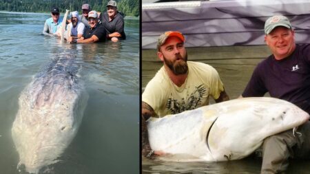 Fishermen posing with massive caught sturgeon fish in lake water