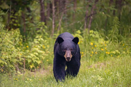 Black bear walking through lush green forest clearing with wildflowers in summer.