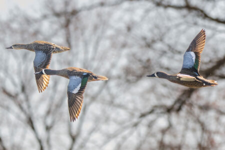 Recent Waterfowl Report Could Mean Shorter Early Teal Seasons for Duck Hunters Three blue-winged teal ducks flying in formation against bare winter trees.