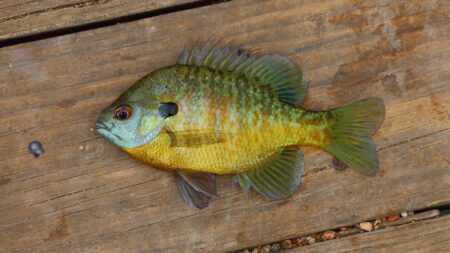 Colorful bluegill sunfish with yellow and green scales lying on wooden dock