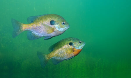 Two bluegill sunfish swimming underwater in a green freshwater lake environment.