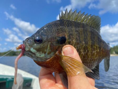 Hand holding a caught bluegill sunfish with worm bait hook at a lake.