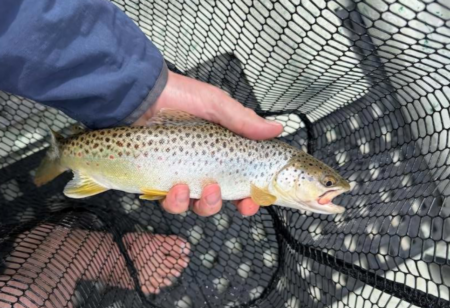 Predatory, Nonnative Brown Trout Discovered in Montana’s Flathead River