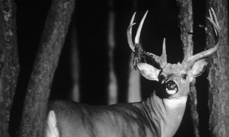 Can Big Bucks Detect Cell Cams?