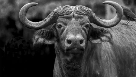 The 6 Best Dangerous Game Cartridges Black and white close-up portrait of a African Cape buffalo with curved horns.