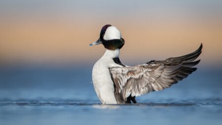 Diving Ducks: What Separates Them From Dabbling Ducks Male bufflehead duck spreading wings on calm water at sunset.