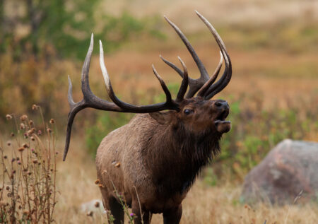 Montana Legislators Push Substantial Price Hike for Non-Resident Hunters Bull elk bugling with large antlers standing in a grassy meadow