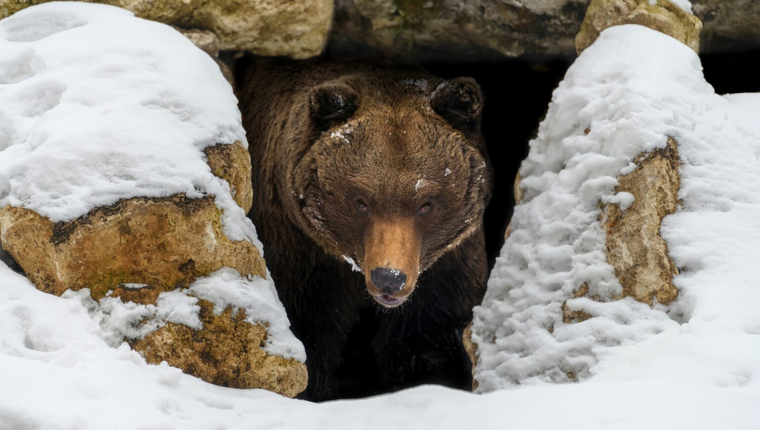 How Long Do Bears Hibernate?