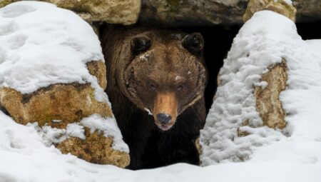 Brown bear emerging from rocky snow-covered den during winter hibernation season.