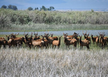 Large herd of elk standing in tall grass near a wetland marsh.