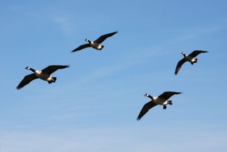 Fowl Play: How to Knock Down High Overhead Honkers Four Canada geese flying in formation against a clear blue sky.